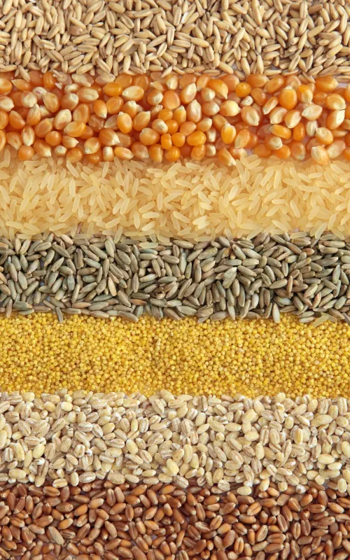 Los cereales