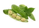 Haba
