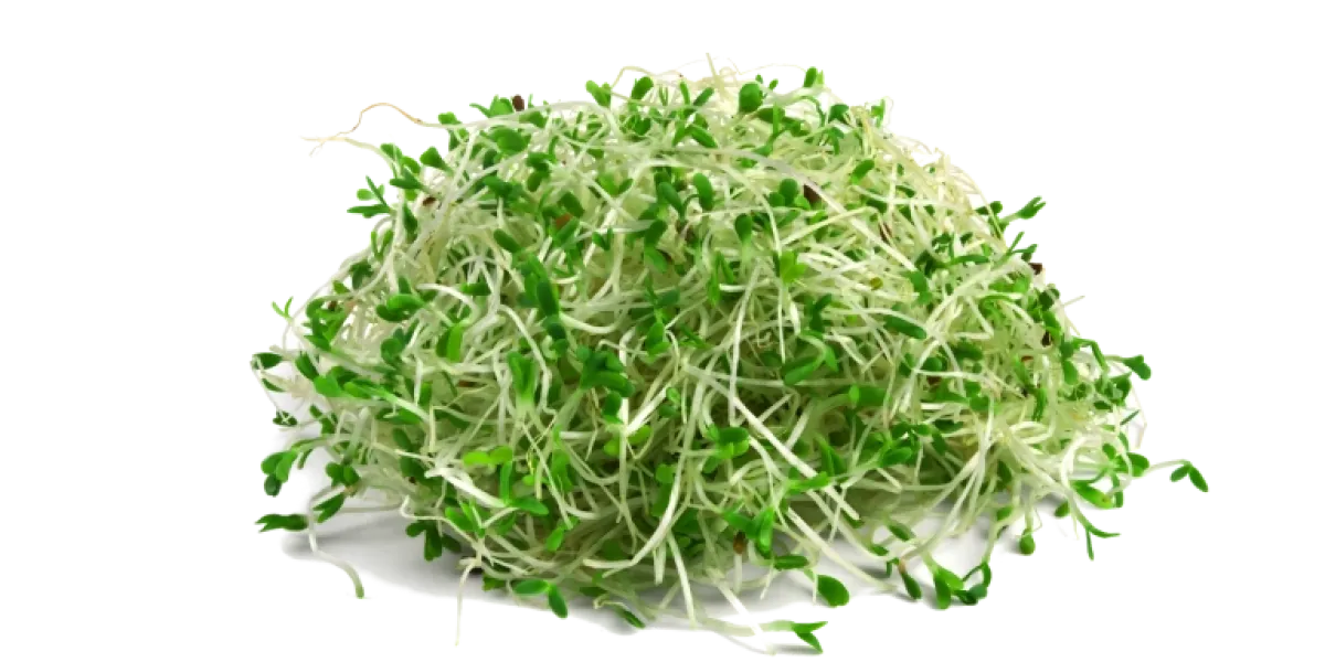 Alfalfa :: Historia y origen