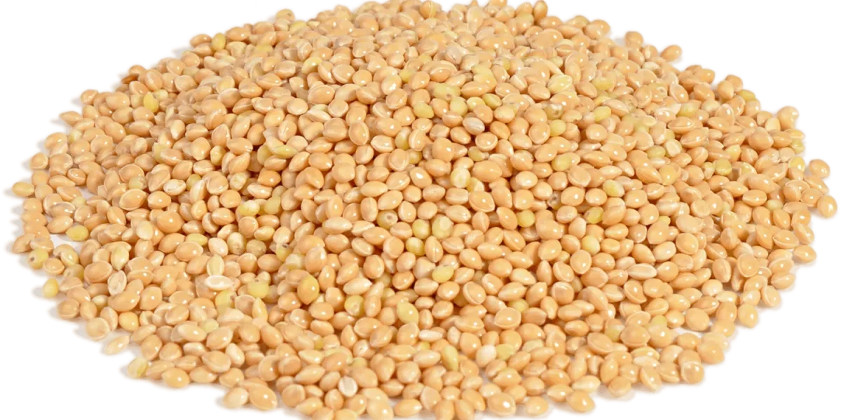 Sorgo y Mijo :: Historia y origen