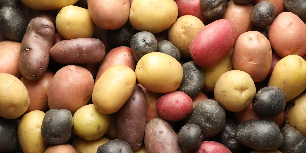 Conozcamos las patatas y otros tubérculos :: Tipos de patatas