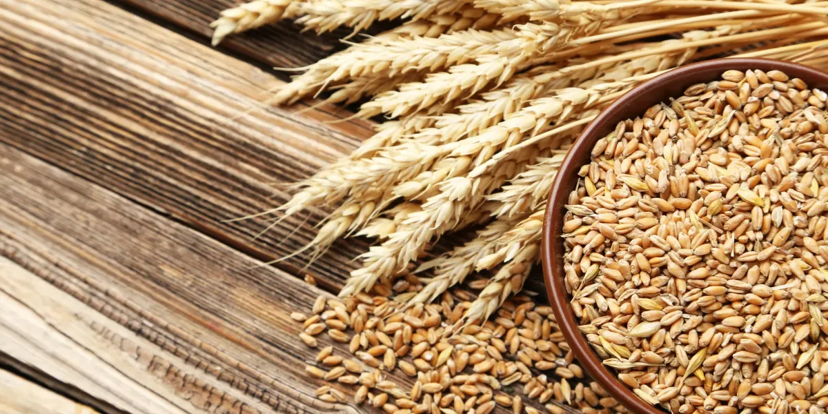 El valor nutritivo y salud :: Los granos de cereales