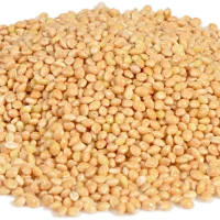 El sorgo