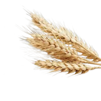 Valor nutritivo e saúde