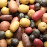 Historia de las patatas
